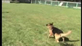 狗与人性交视频,令人震惊的真相揭露