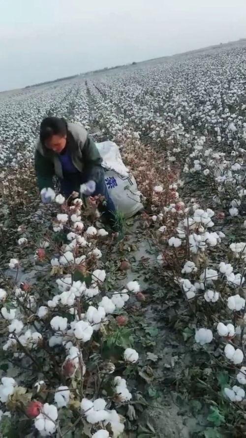 在新疆拾棉花视频,汗水铸就丰收画卷